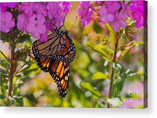 Monarch Acrylic Print featuring the photograph Dangling Monarch  by Yumi Johnson
