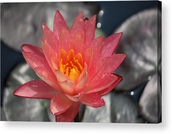  Acrylic Print featuring the photograph Dappled Lily on Silver Pads by Ron Monsour