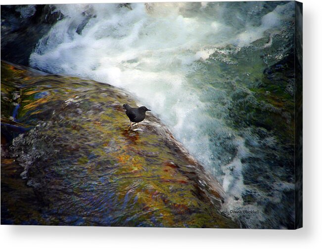 Black Bird Acrylic Print featuring the photograph Dare Devil by Donna Blackhall