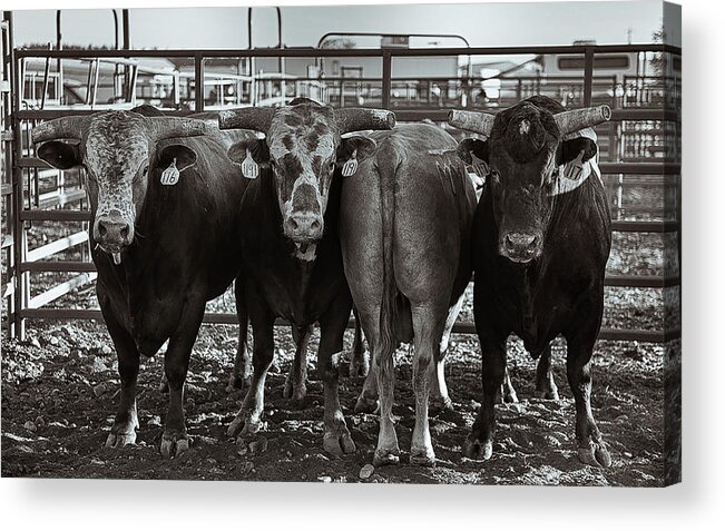 Cattle Acrylic Print featuring the photograph Dare to be Different by Pamela Steege