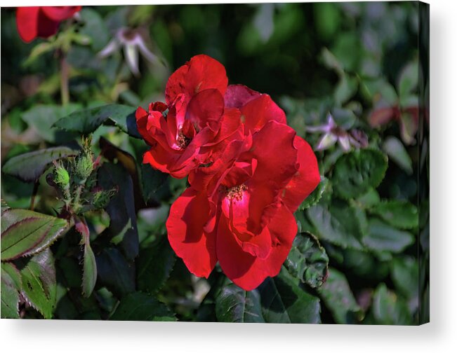 Dark Acrylic Print featuring the photograph Red Flower by Tim McCullough
