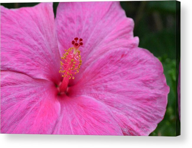 Flower Acrylic Print featuring the photograph Dark Pink Hibiscus 1 by Amy Fose