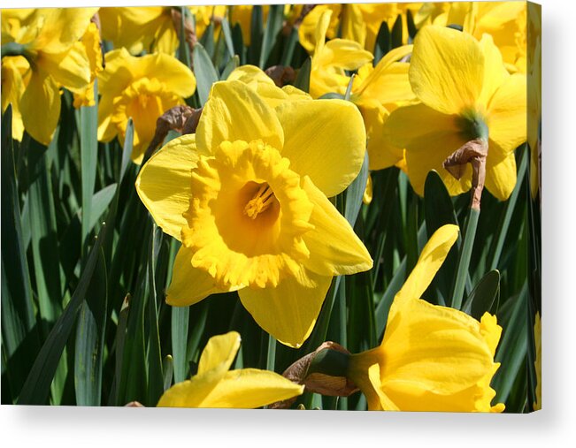 Daffodils Acrylic Print featuring the photograph Darling Spring Daffodils by Mary Gaines