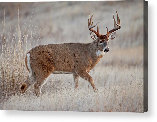Whitetail Acrylic Print featuring the photograph Dawn Buck by D Robert Franz