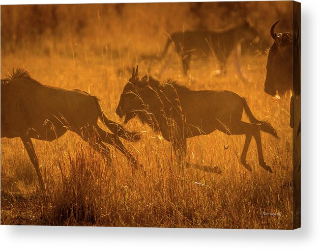 Africa Acrylic Print featuring the photograph Dawn Chase by Tim Bryan