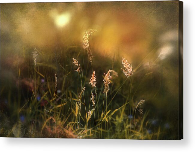  Acrylic Print featuring the photograph Riotous Dawn by Cybele Moon