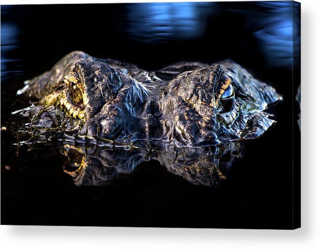 Alligator Acrylic Print featuring the photograph Dawn of a Predator by Mark Andrew Thomas