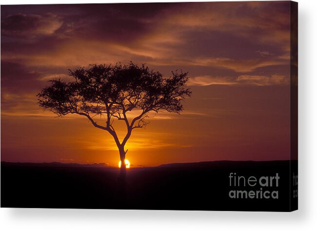 Sunrise Acrylic Print featuring the photograph Dawn on the Masai Mara by Sandra Bronstein