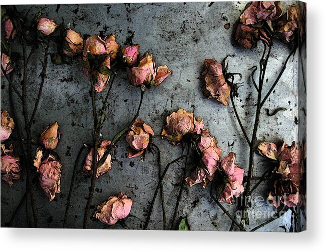 Flower Acrylic Print featuring the photograph Dead Roses 5 by Kathi Shotwell
