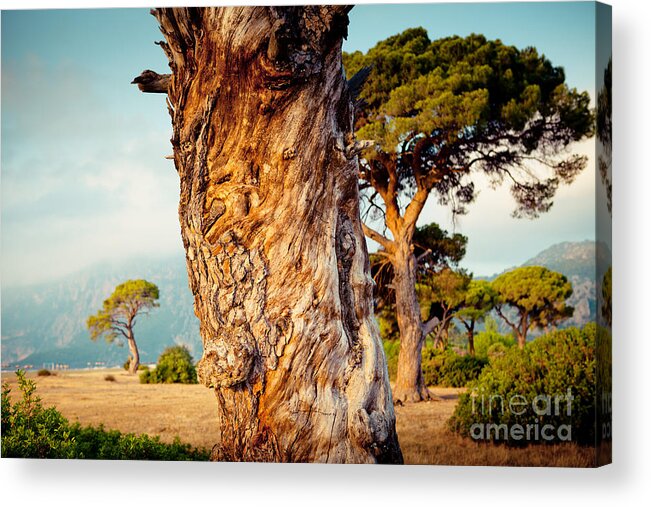 Water Acrylic Print featuring the photograph Dead Tree and forest by Raimond Klavins