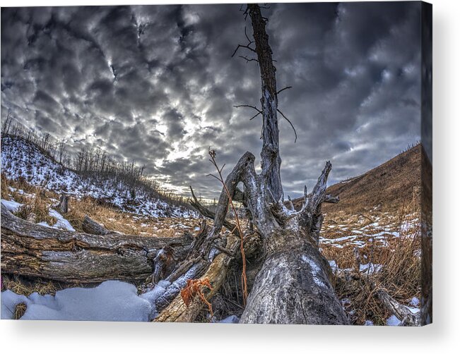 Sky Acrylic Print featuring the photograph Dead Tree by Phil And Karen Rispin