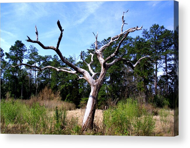 Landscape Acrylic Print featuring the photograph Deadwood by Jean Wolfrum