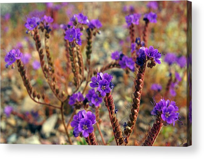 Superbloom 2016 Acrylic Print featuring the photograph Death Valley Superbloom 106 by Daniel Woodrum