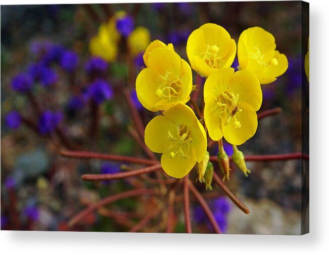 Superbloom 2016 Acrylic Print featuring the photograph Death Valley Superbloom 206 by Daniel Woodrum