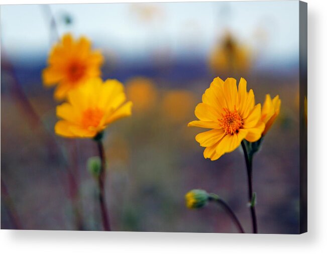 Superbloom 2016 Acrylic Print featuring the photograph Death Valley Superbloom 300 by Daniel Woodrum