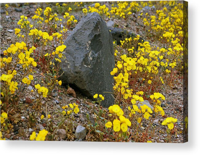 Superbloom 2016 Acrylic Print featuring the photograph Death Valley Superbloom 406 by Daniel Woodrum