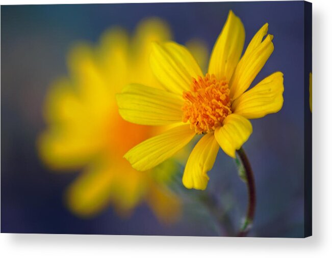 Superbloom 2016 Acrylic Print featuring the photograph Death Valley Superbloom 503 by Daniel Woodrum