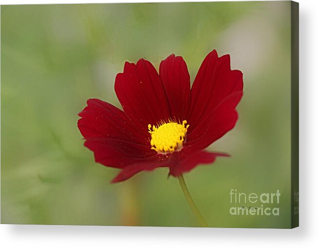 Flowers Acrylic Print featuring the photograph Deep in Red by Yumi Johnson