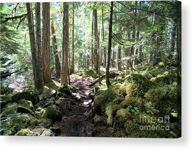 Forest Acrylic Print featuring the photograph Deep in the Oregon Forest by Merle Grenz