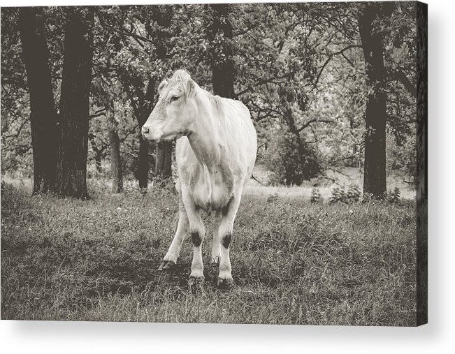 Cow Acrylic Print featuring the photograph Deep In Thought by Viviana Nadowski