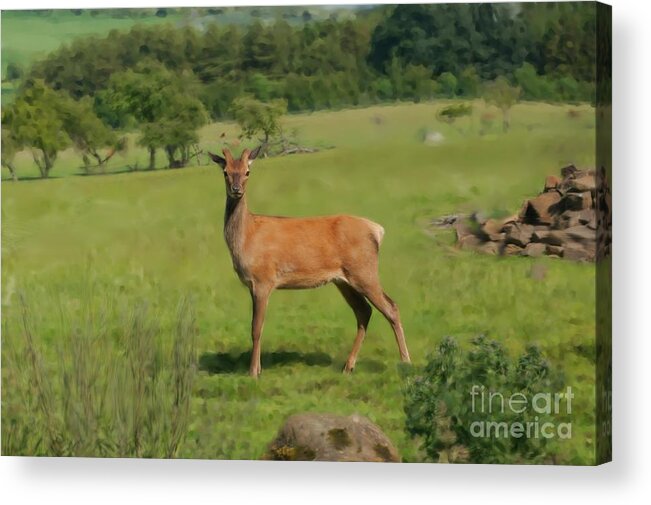 Red Deer Acrylic Print featuring the photograph Deer calf. by Elena Perelman