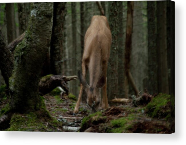 Forest Acrylic Print featuring the photograph Deer by David Chasey