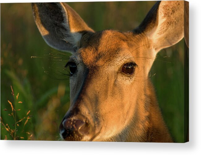 Landscape Acrylic Print featuring the photograph Deer Head Shot by Louis Dallara