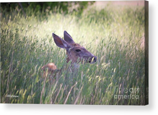 Deer Acrylic Print featuring the photograph Deer in Grass Two by Veronica Batterson