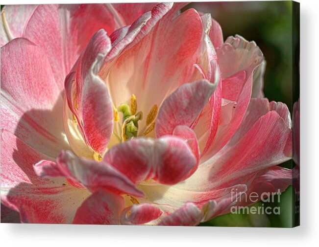 Tulips Acrylic Print featuring the photograph Delicate by Diana Mary Sharpton