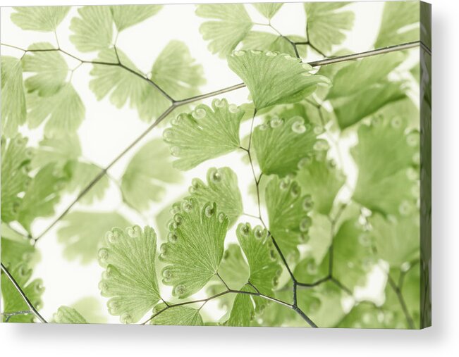 Leaves Acrylic Print featuring the photograph Delicate Fern Leaves by Sandra Foster