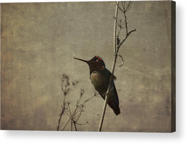 Hummingbird Acrylic Print featuring the photograph Delicate Magic by Spencer Hughes
