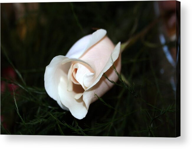 Rose Acrylic Print featuring the photograph Delicate Pink by Bob Gardner