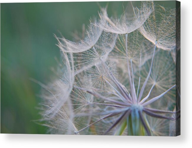 Nature Acrylic Print featuring the photograph Delicate Seeds by Amee Cave