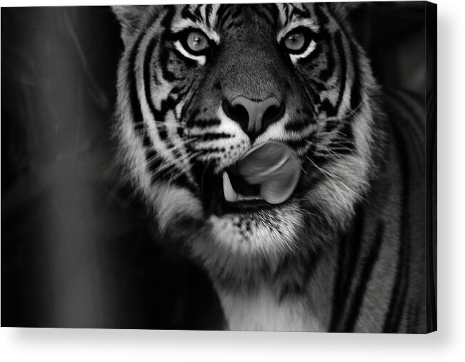 Tiger Acrylic Print featuring the photograph Delicious by Miroslava Jurcik