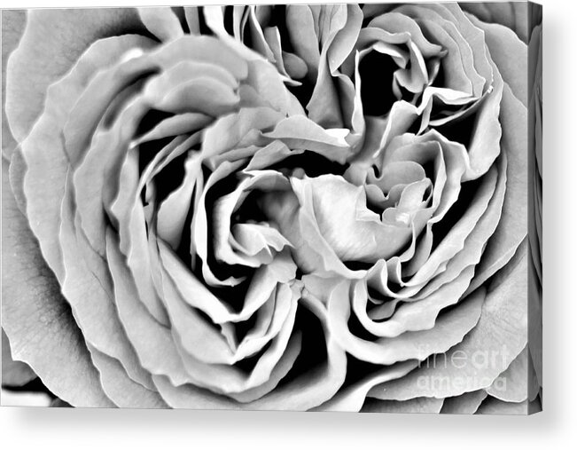 Rose Acrylic Print featuring the photograph Depths by Tracey Lee Cassin