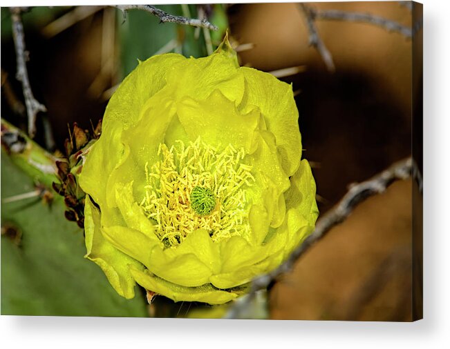 Nature Acrylic Print featuring the photograph Desert Beauty h41 by Mark Myhaver