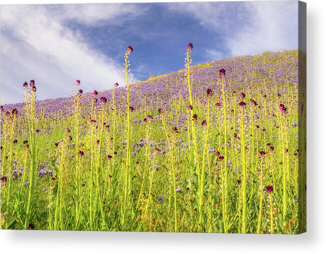 California Acrylic Print featuring the photograph Desert Candles at Carrizo Plain by Marc Crumpler