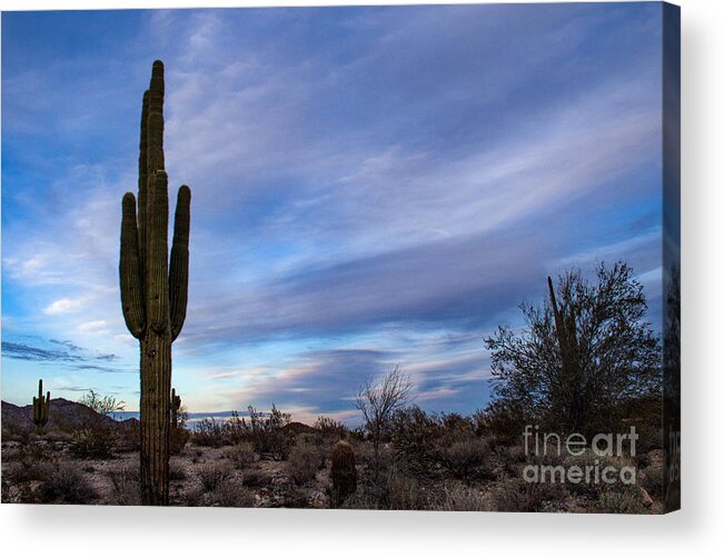 Desert Acrylic Print featuring the photograph Desert Evening by Amy Sorvillo