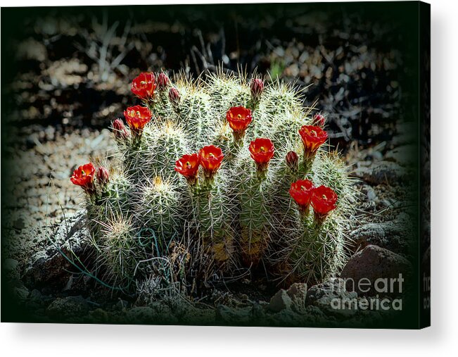 Cactus Acrylic Print featuring the photograph Desert Flowers by Lynn Sprowl