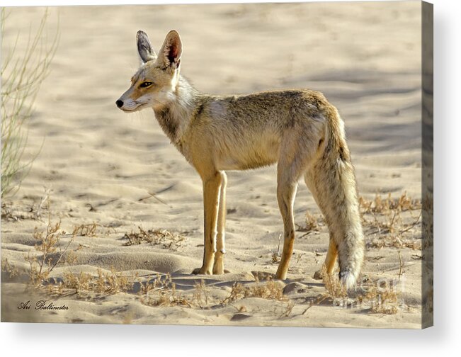 Desert Fox Acrylic Print featuring the photograph desert Fox 02 by Arik Baltinester