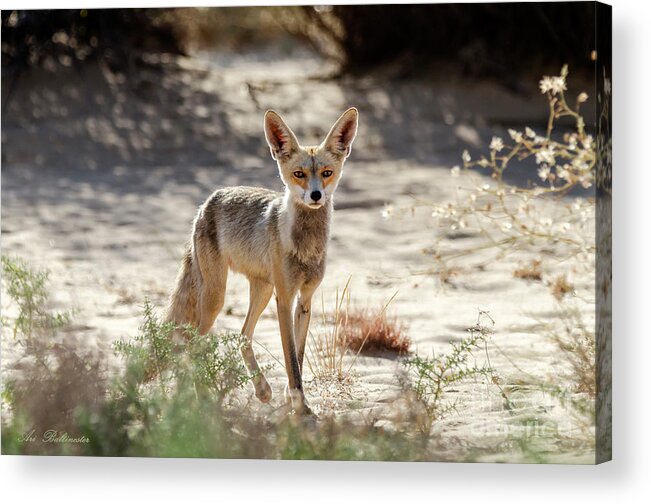 Prairie Acrylic Print featuring the photograph Desert Fox by Arik Baltinester