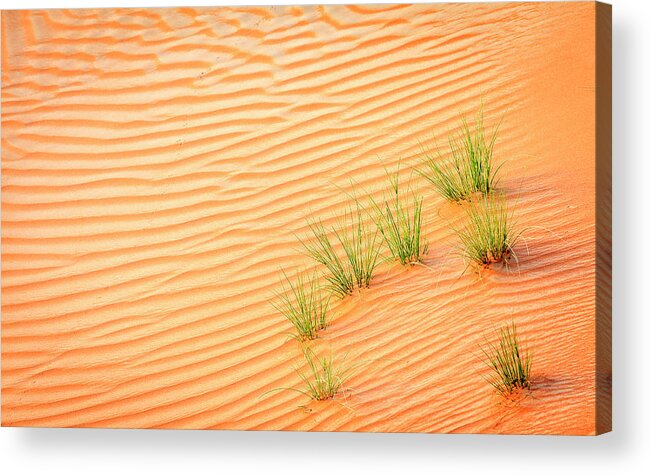 Dubai Acrylic Print featuring the photograph Desert grass by Alexey Stiop