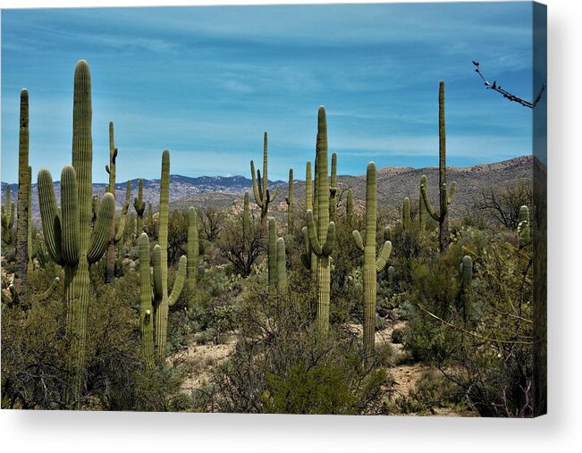 Arizona Acrylic Print featuring the photograph Desert Kings by David S Reynolds