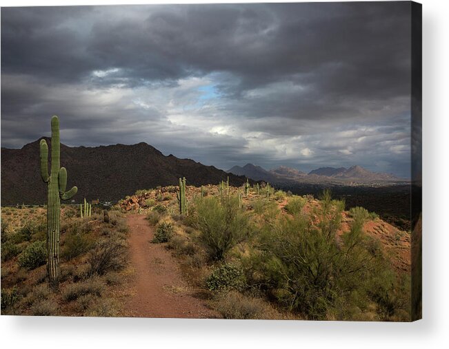 Desert Acrylic Print featuring the photograph Desert Light and Beauty by Sue Cullumber