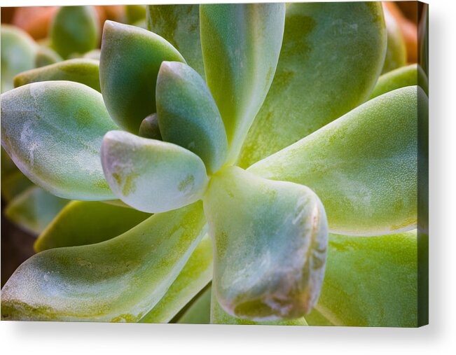 Beautiful Acrylic Print featuring the photograph Blue Pearl Plant by Raul Rodriguez