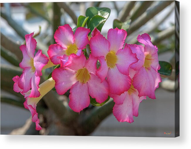 Scenic Acrylic Print featuring the photograph Desert Rose or Chuanchom DTHB2105 by Gerry Gantt