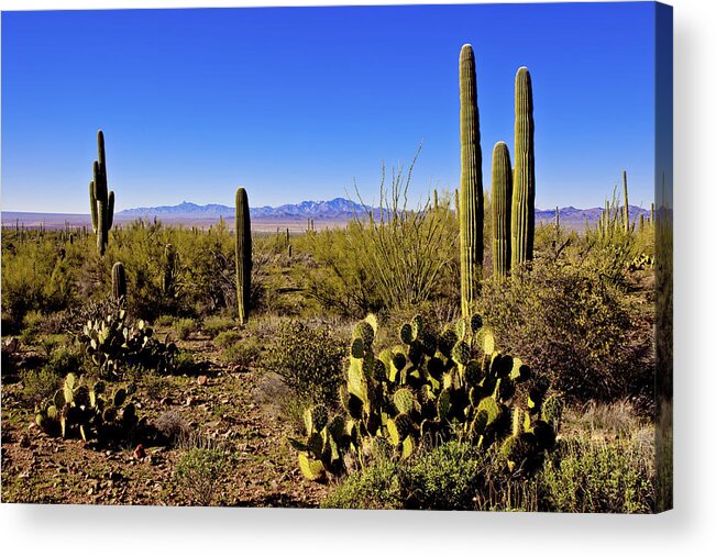 Desert Spring Acrylic Print featuring the photograph Desert Spring by Chad Dutson