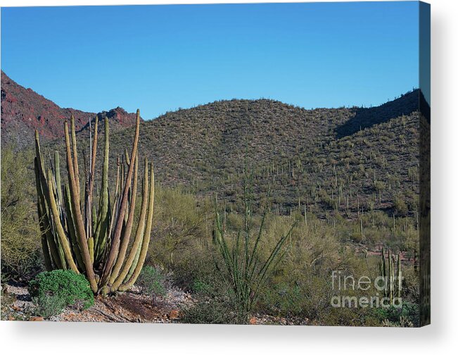 Organ Pipe Acrylic Print featuring the photograph Desert View Trail by Jeff Hubbard