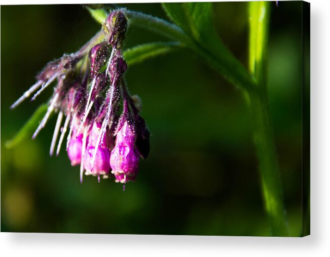 Dew Acrylic Print featuring the photograph Dew covered flower by the river bank by Peggy Cooper-Berger