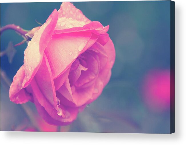 Rose Acrylic Print featuring the photograph Dewy Rose by Rebekah Zivicki